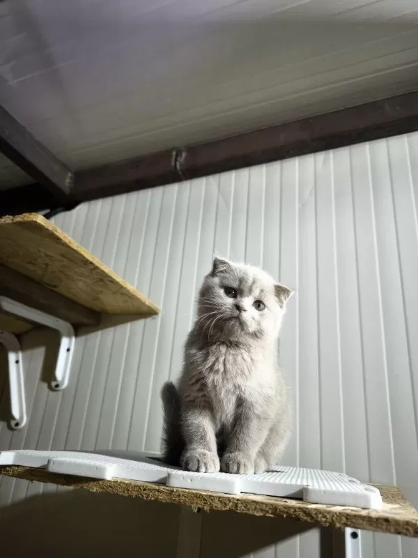 Sevimli Scottish Fold Oğlumuz