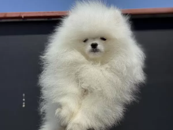 Petmode Köpek Çiftliğinden Tea Cup Pomeranian
