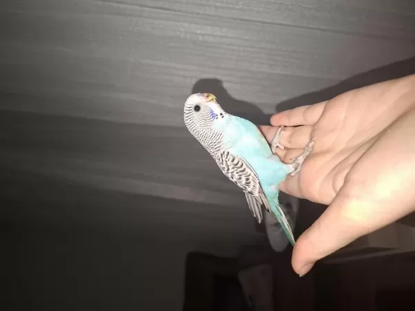 1 Aylık Yavru Muhabbet Kuşları