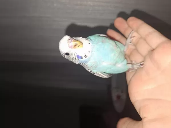 1 Aylık Yavru Muhabbet Kuşları
