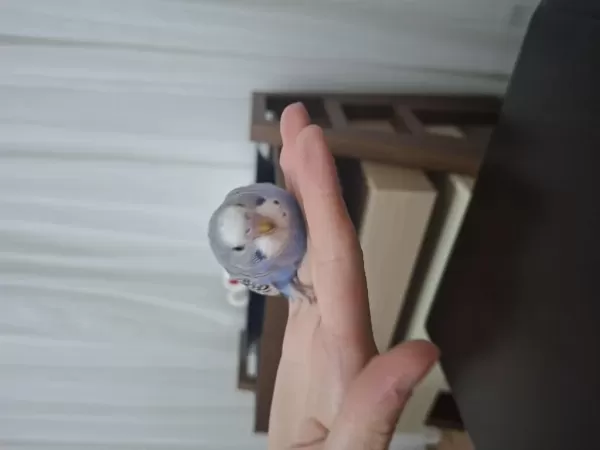 1 Aylık Yavru Muhabbet Kuşları