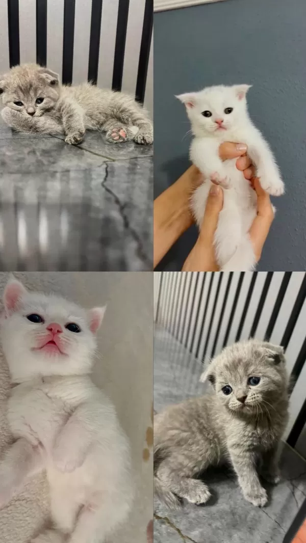 2 Aylık Yavru Kedilerimiz Sahiplendirilecektir