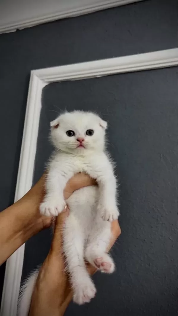 2 Aylık Yavru Kedilerimiz Sahiplendirilecektir