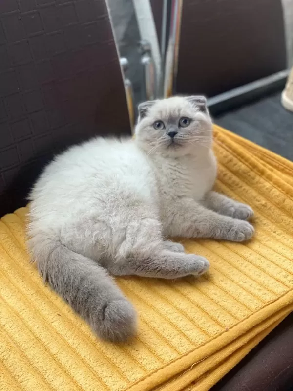 Kalbinizi Çalmaya Hazır Mavi Gözlü Bir Scottish Fold