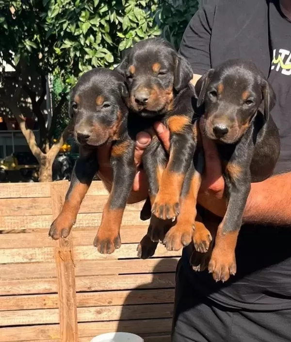 Doberman Dişi Erkek Bebekler