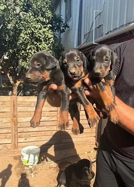 Doberman Dişi Erkek Bebekler