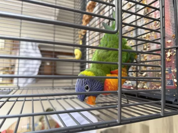 Harika Evcil Lori Papağanı