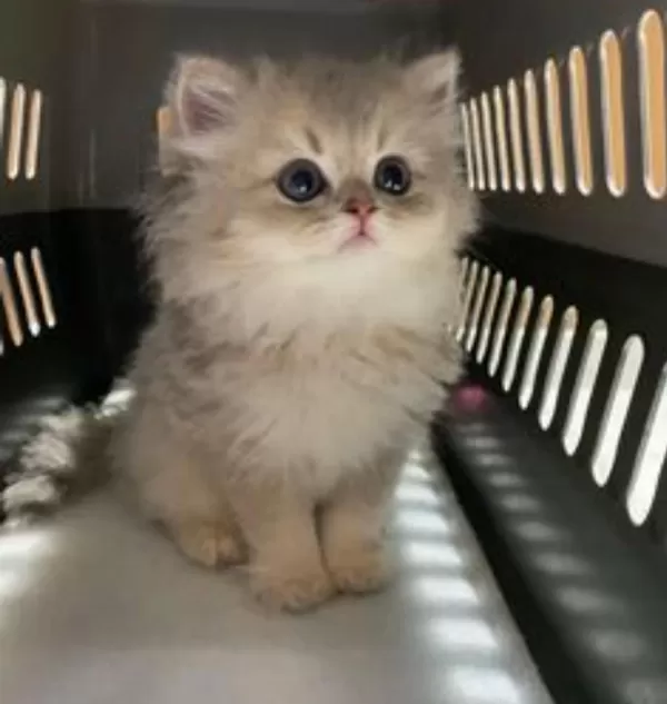 Blue Golden Point British Longhair Güzelliğim