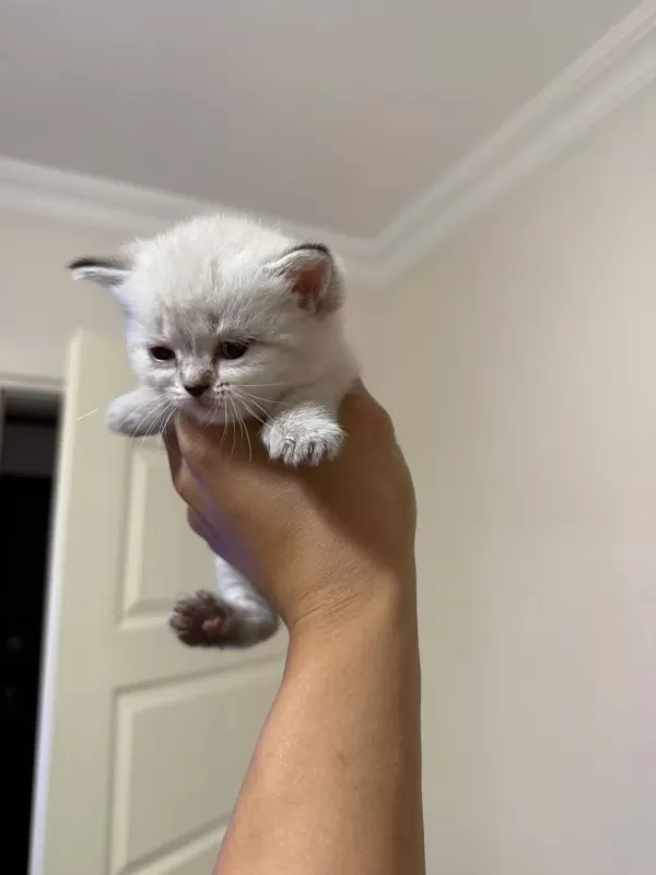 Mükemmel Kalitede Safkan British Shorthair Beyaz Yavrular