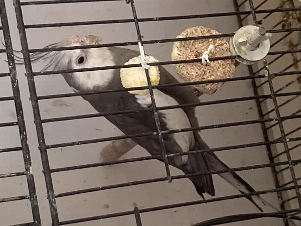 Hazır Kızgın Sultan Papağanı