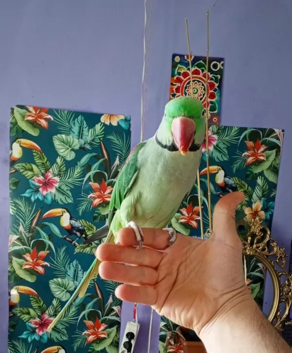 İskender Papağanı Çiftimiz