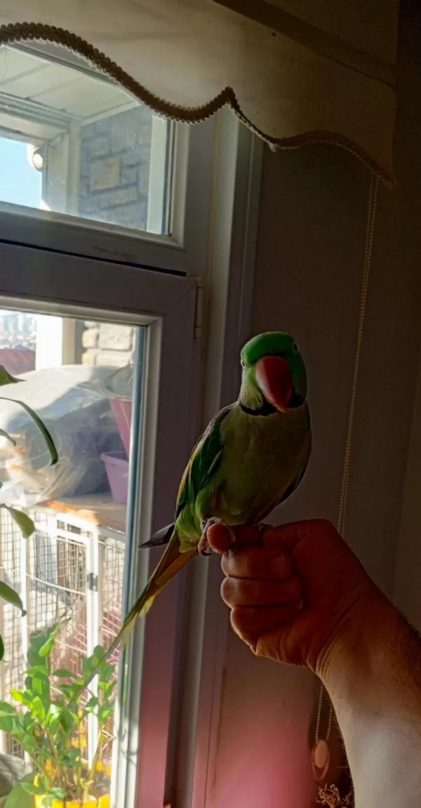 İskender Papağanı Çiftimiz