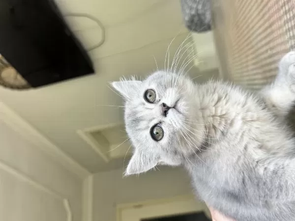 Güzel British Shorthair Yavrumuza Sıcak Ev Arıyoruz