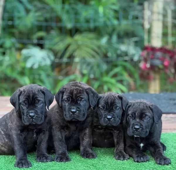 Ruhsatlı Köpek Çifliğinden Cane Corso Yavrular A Scrli