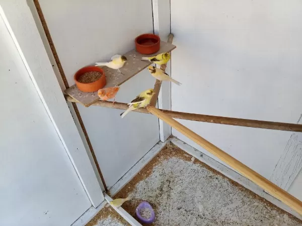 Sağlıklı 2 Aylık Kanaryalar