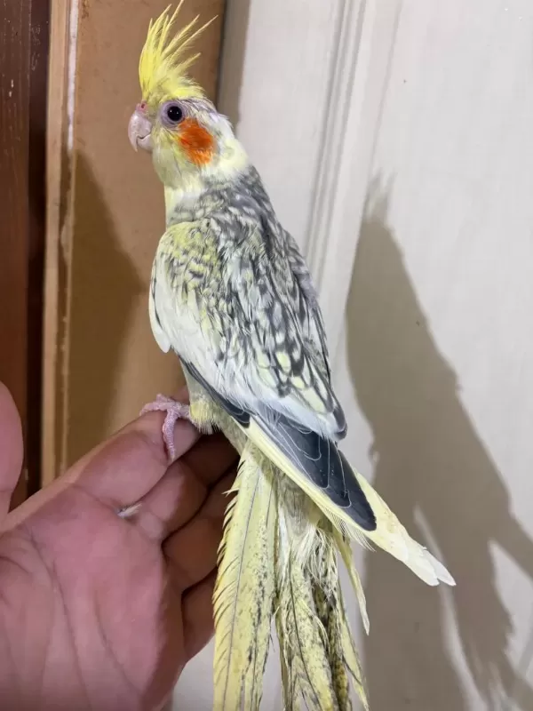 57 Günlük Uysal Sultan Papağani Bebek