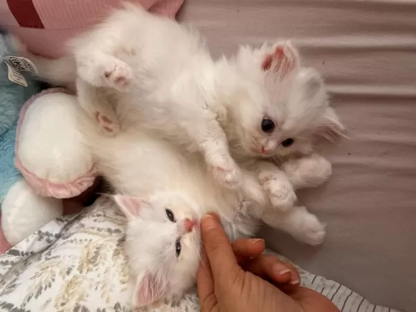 Scottish Fold Longhair Kedisi