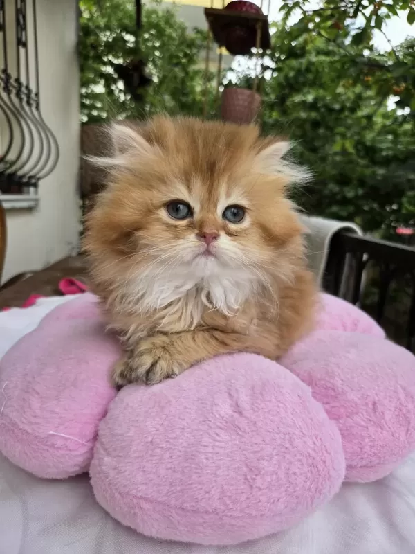 British Longhair Yavrular