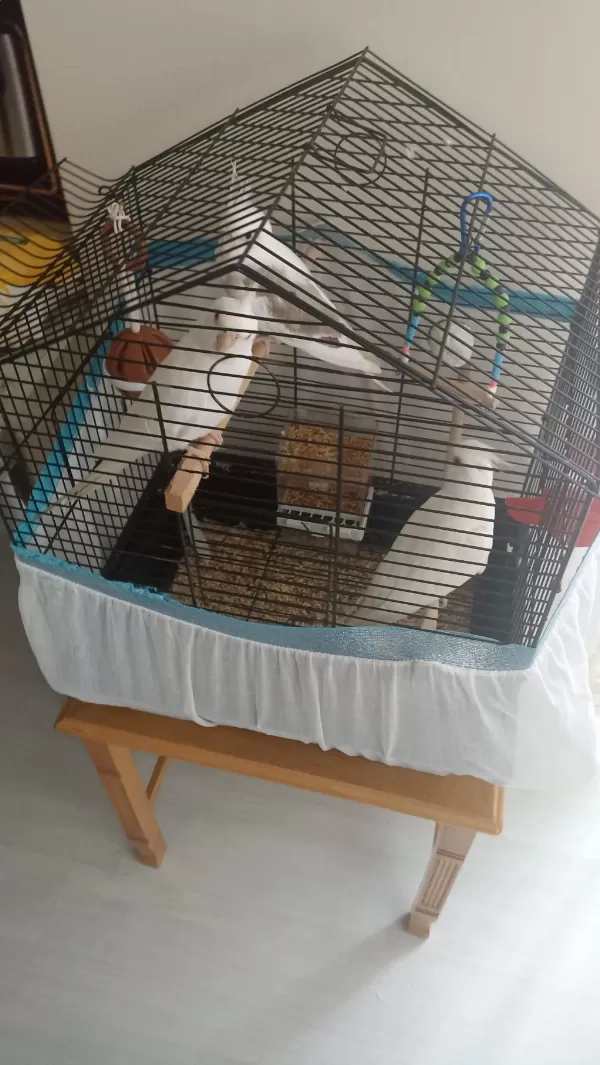 5 Aylık Erkek Sultan Papağanı