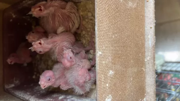 Ev Üretimi Kırmızı Göz Sultan Papağanı Yavruları