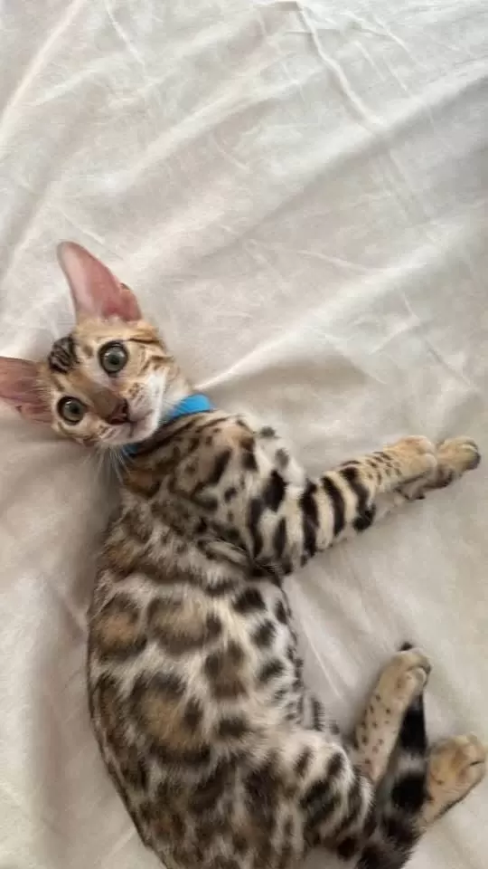 Bengal Kedisi Yavrulari