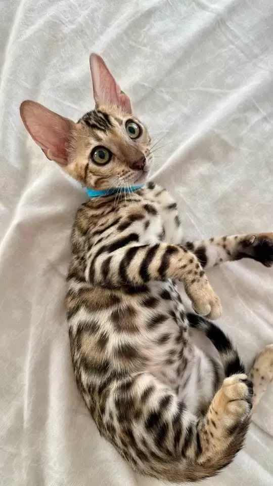 Bengal Kedisi Yavrulari