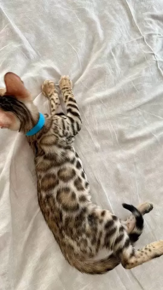 Bengal Kedisi Yavrulari