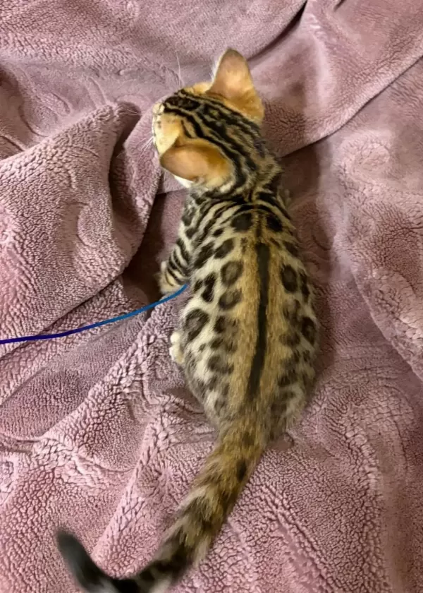 Bengal Kedisi Yavrulari