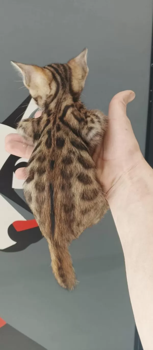 Bengal Kedisi Yavrulari