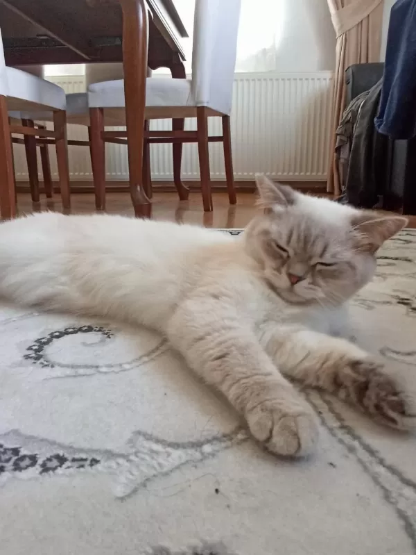 British Shorthair Dişi