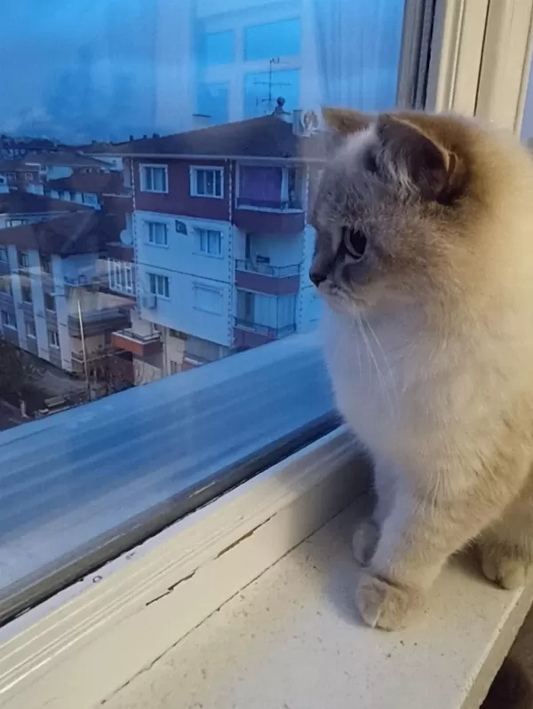 British Shorthair Dişi