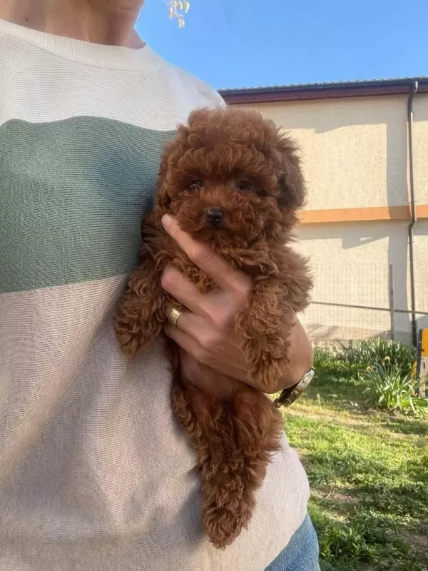 Toy Poodle Minik Köpekler