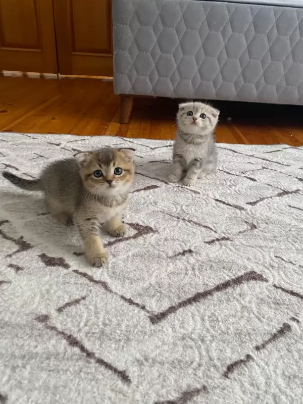 Scottish Fold Yavrularım Yeni Yuvasını Arıyor