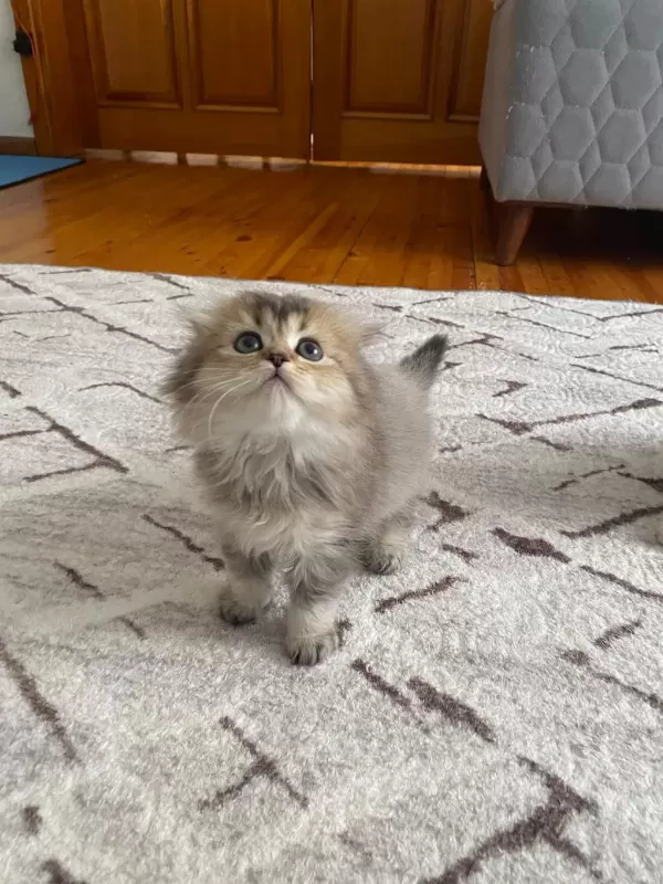 Scottish Fold Yavrularım Yeni Yuvasını Arıyor