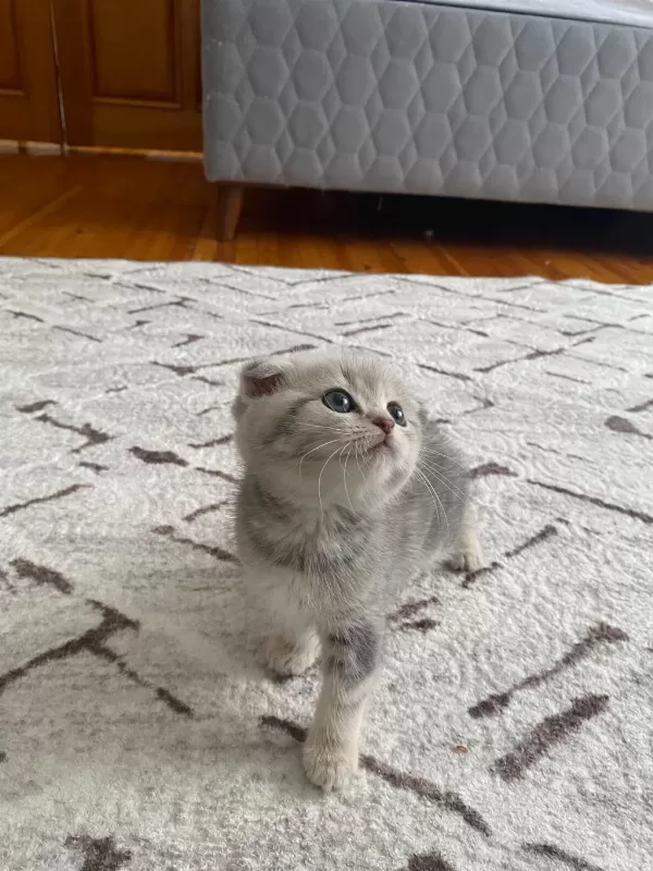 Scottish Fold Yavrularım Yeni Yuvasını Arıyor