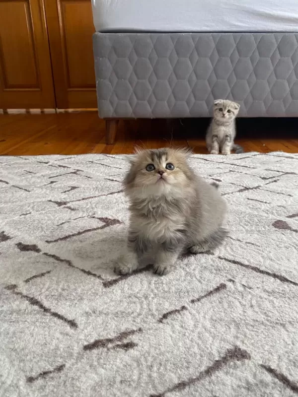 Scottish Fold Yavrularım Yeni Yuvasını Arıyor