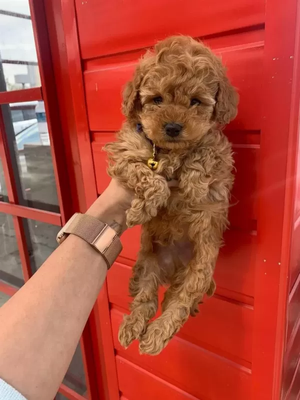 Mezitli Şube Toy Poodle Bebekler