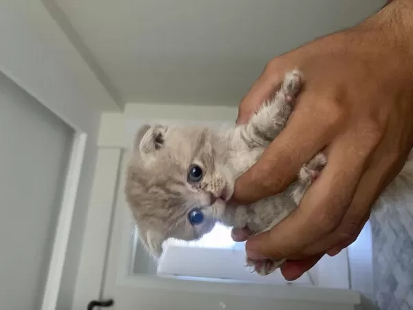 1,5 Aylık Dişi Scottish Fold Sahiplendirilecektir