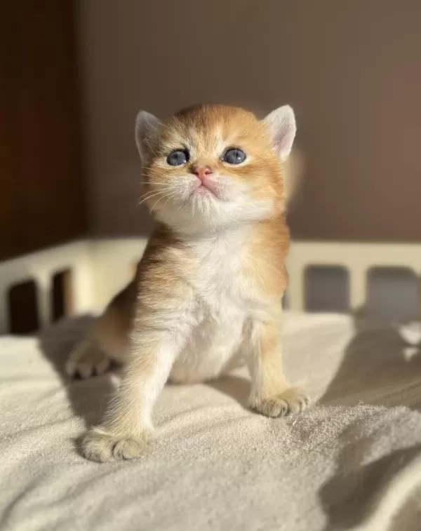 Ny11 Ny12 Mükemmel Kalite Golden British Shorthair