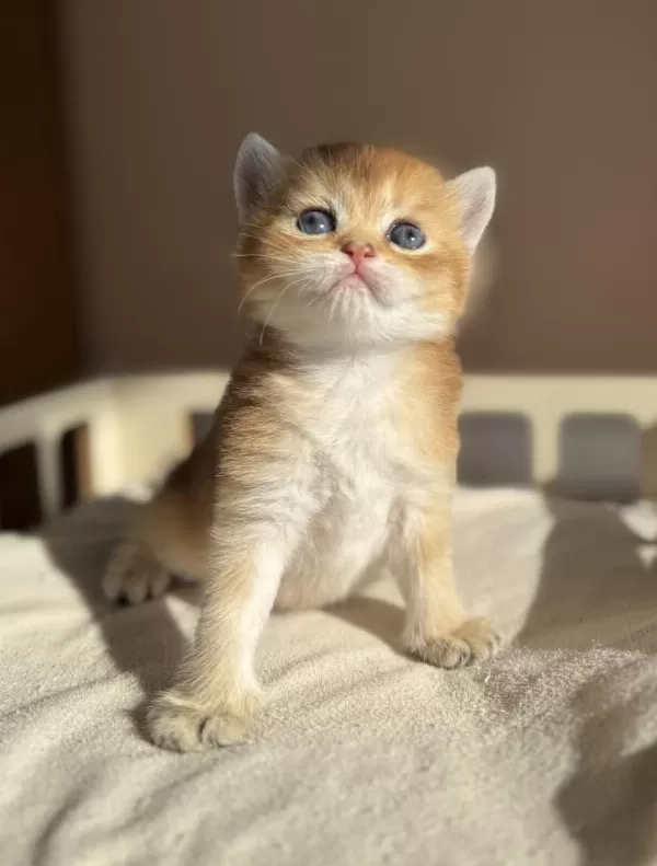 Ny11 Ny12 Mükemmel Kalite Golden British Shorthair