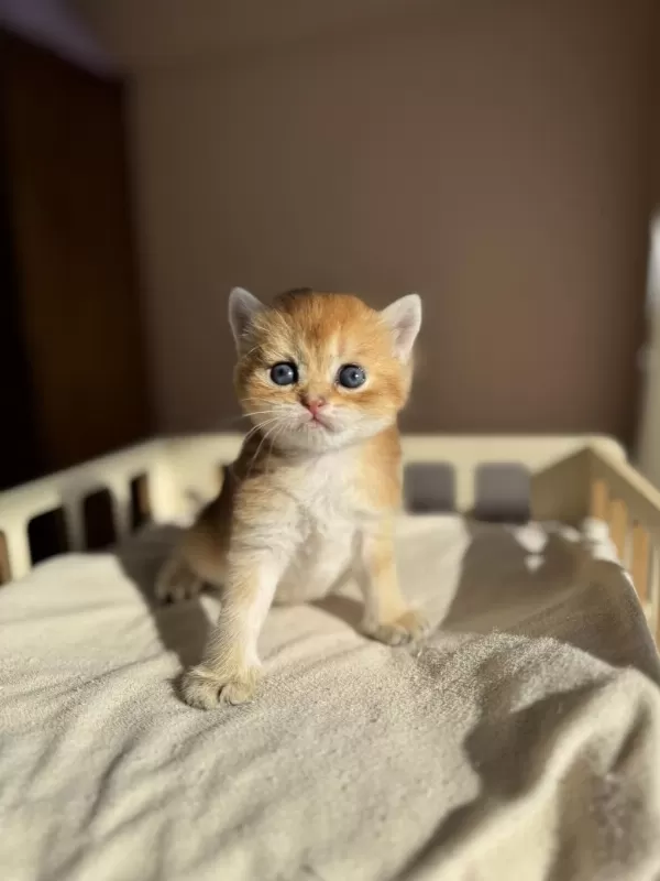 Ny11 Ny12 Mükemmel Kalite Golden British Shorthair