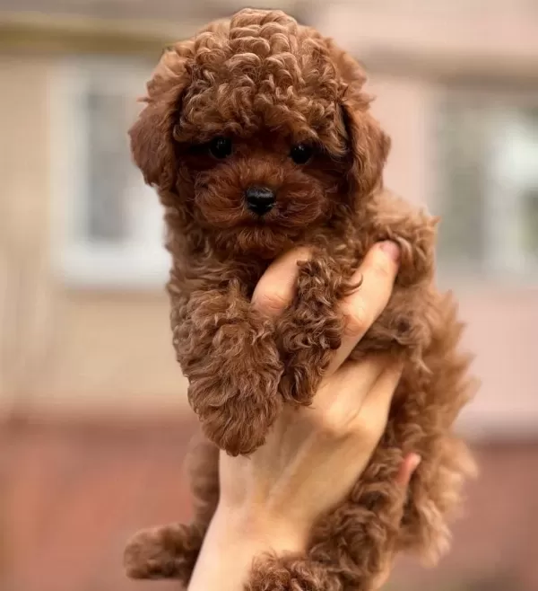 Toy Poodle Bebeklerimiz
