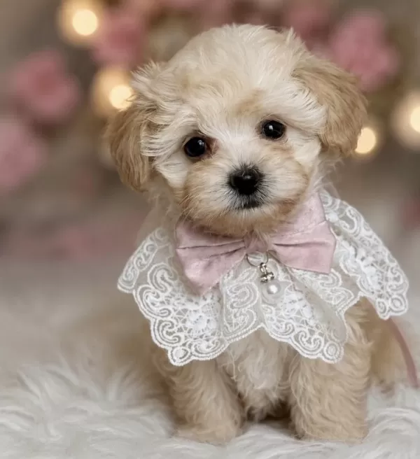 Teacup Maltipoo Bebekler