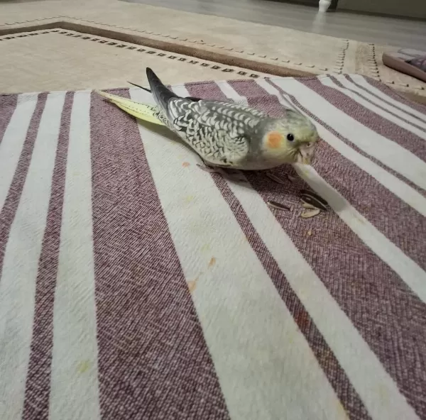 Full Evcil Sultan Papağanı