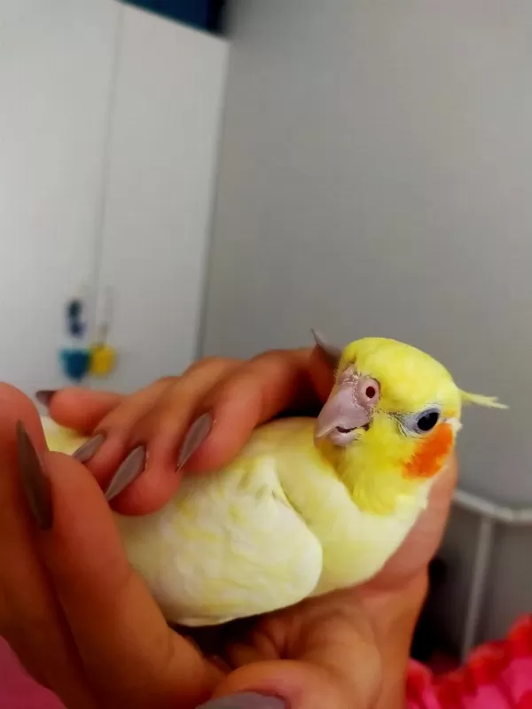 Ele Alışık Sultan Papağanı