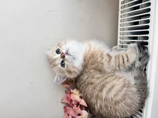Adanadan Golden British Shorthair Yavrular