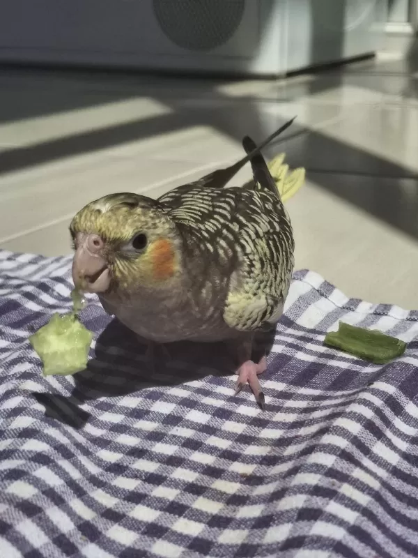 Full Evcil Sultan Papağanı