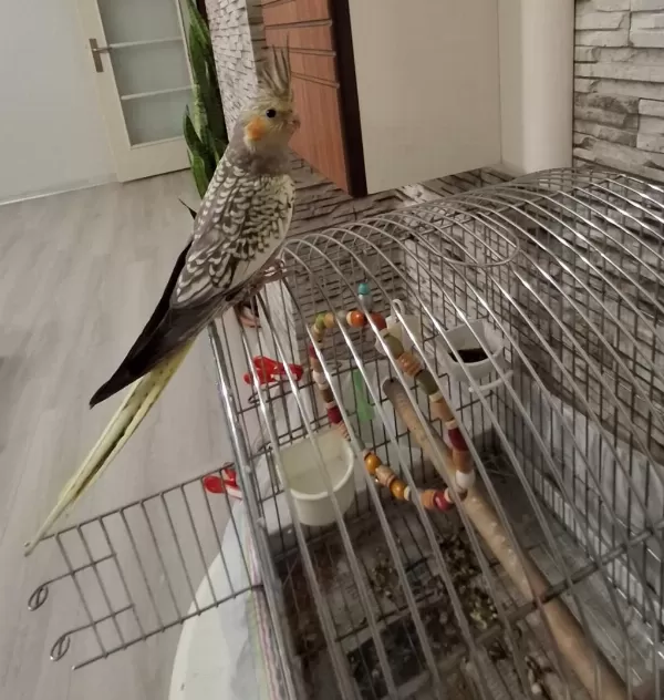 Full Evcil Sultan Papağanı