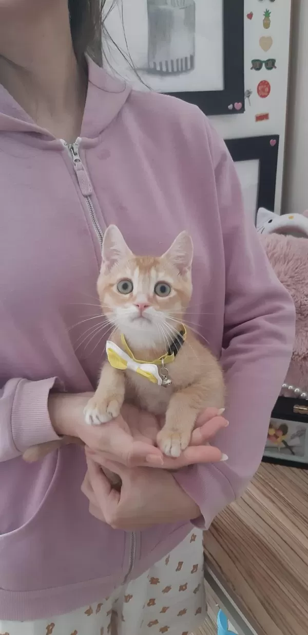 Golden British Shorthair Yavru