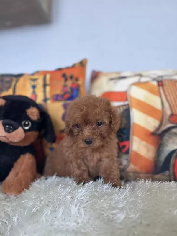 Kore Kan Bebiş Poodle